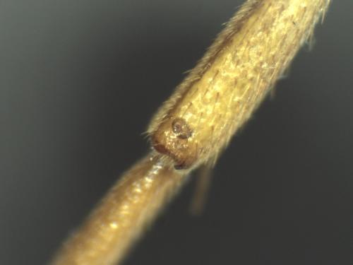 Nomada goodeniana